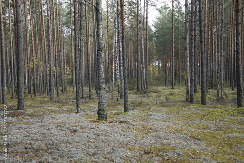 Beautiful pine and birch forest with white lichen carpet.