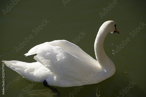 A beautiful adult white mute swan (Cygnus olor) swimming gracefully in the calm dark green water of a pond or lake. Elegant side profile view of the bird with water droplets dripping 