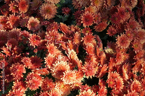 Vibrant bronze garden chrysanthemums blooming in autumn, viewed from above. • Close-up: bright orange chrysanthemums filling the entire frame.