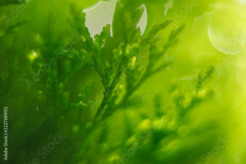 Vibrant Green Coniferous Foliage with Spider Webs and Sunlight Bokeh