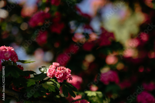 English hawthorn blossom with soft focus garden bokeh