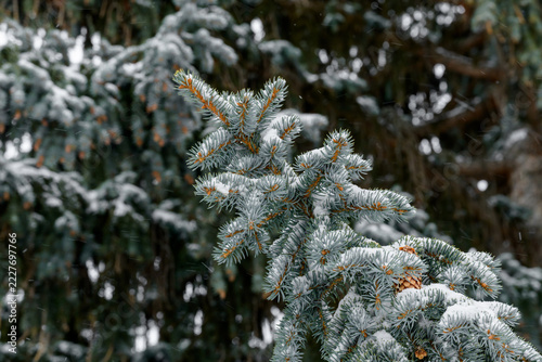 Snow-covered evergreen branches during a gentle winter snowfall