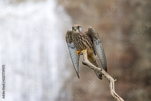 Common kestrel, Falco tinnunculus, bird of prey perching on a wooden branch with open wings.