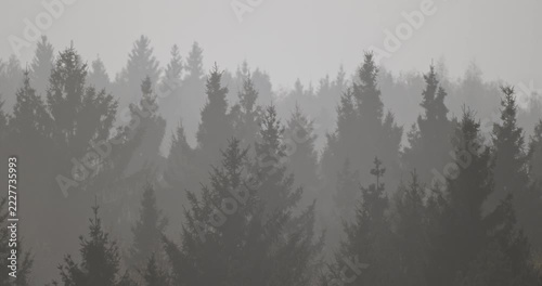Time-Lapse Foggy Fir Trees Silhouettes. High-Angle View On Misty Forest Horizon. Timelapse of fog drifting through a dense coniferous forest, revealing layered silhouettes of fir trees