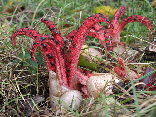 Tintenfischpilz, Clathrus archeri