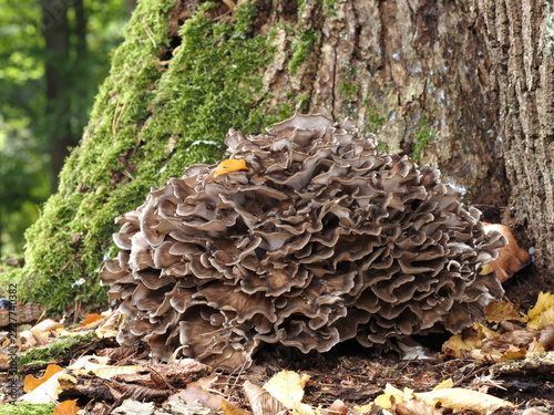 Klapperschwamm, Grifola frondosa