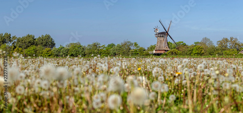 Panoramafoto der Oldsumer Windmühle mit Pusteblumen im Vordergrund auf der Nordseeinsel Föhr, Schleswig-Holstein, Deutschland
