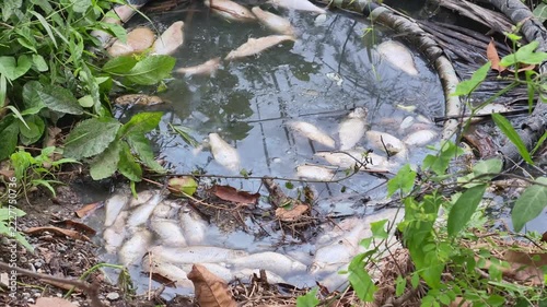 Dead fish floating on surface of polluted water in natural pond near aquatic plants
