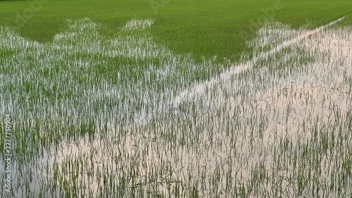 Green rice field partially submerged in water, young paddy plants growing in flooded agricultural farm, Southeast Asia

