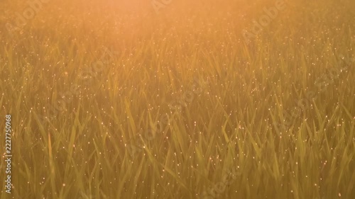 Golden sunset light shining on green rice field with morning dew drops on leaves in rural farmland
