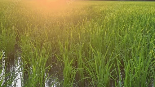 Green rice field partially submerged in water, young paddy plants growing in flooded agricultural farm, Southeast Asia
