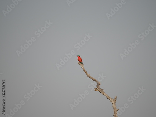 Fotografie Carmine bee eater