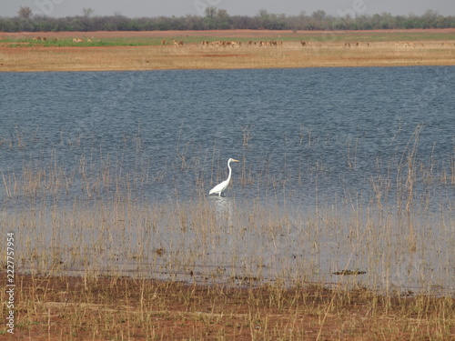 Canvas Print White egret in the Zambezi river