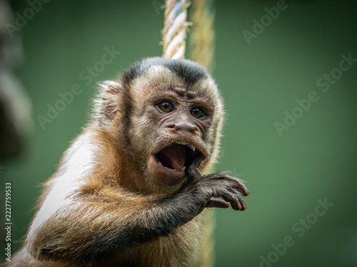 Photography Capuchin Monkey Screaming or Yawning Closeup