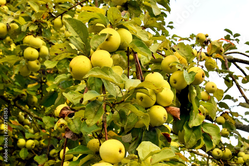 Autumn landscape. A view of apple tree branches laden with many apples
