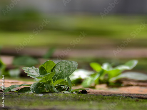 Concept of hope survival growth up, Baby plant Waterkanon trying to grow amidst the crevices of the ancient wall. moss, mossy bricks, mossy bricks, life cycle, eco, organic, spring, summer, closeup