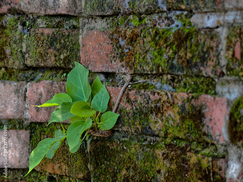 Concept of hope survival growth up, Baby plant Bo tree trying to grow amidst the crevices of the ancient wall. moss, mossy bricks, mossy bricks, eco, organic, spring, summer, closeup, sunlight, life