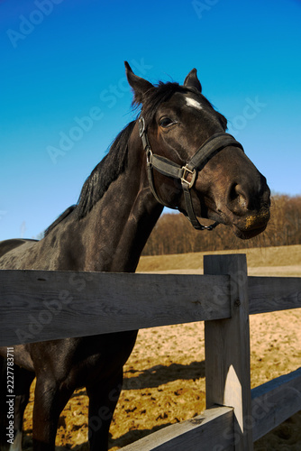 A beautiful black horse wearing a black halter stands behind a wooden fence surrounding a pasture, against the backdrop of a bright blue sky.