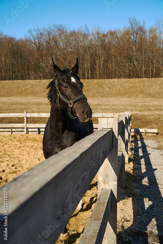 A beautiful black horse with a white star on its forehead stands behind the wooden fence of a pasture on a sunny day.