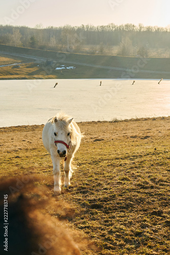 A cute, fluffy white pony wearing a red halter is walking across a sunny pasture near a frozen lake.
