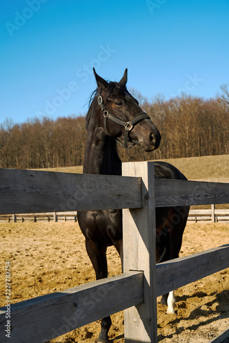 A majestic black horse, wearing a halter, stands behind a wooden fence surrounding a meadow on a sunny day against the backdrop of a blue sky.