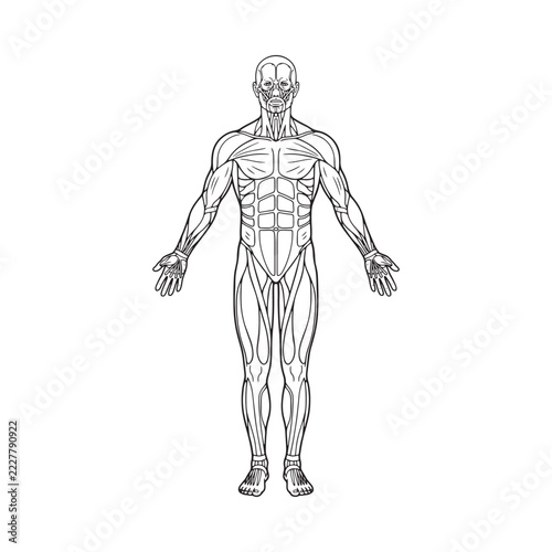 Anatomical illustration of human musculature with white background