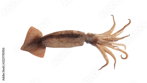 fresh raw squid isolated on background. Cutout design element and fresh seafood concept.
