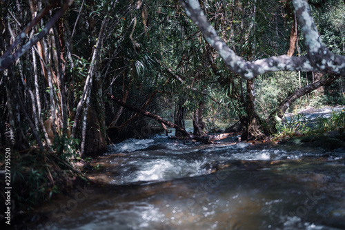 Shallow Forest Stream Flowing Through Tropical Woodland