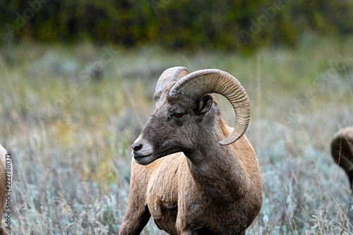 Closeup a Ram in the wilds of Colorado
