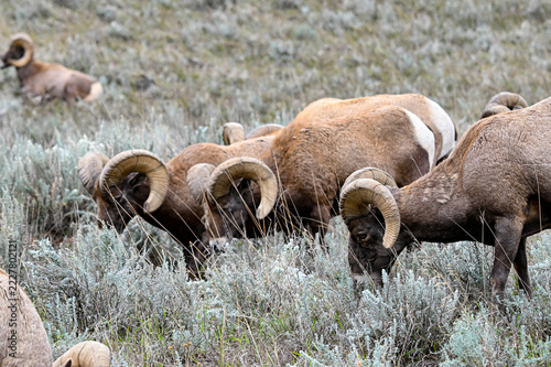 Rams in the wilderness of Colorado feeding