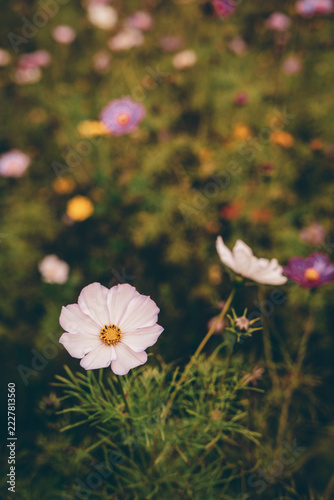 Delicate Pink and Purple Cosmos Flowers Blooming in a Dreamy Garden with Soft Bokeh