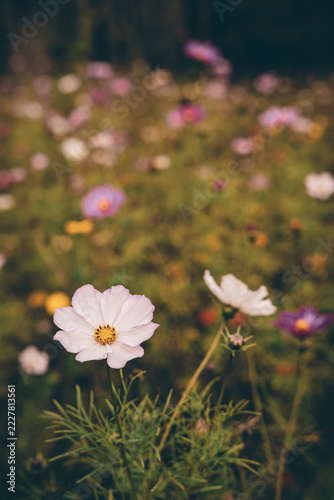 Delicate Pink and Purple Cosmos Flowers Blooming in a Dreamy Garden with Soft Bokeh