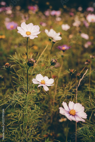 Delicate Pink and Purple Cosmos Flowers Blooming in a Dreamy Garden with Soft Bokeh