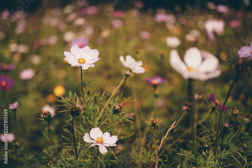 Delicate Pink and Purple Cosmos Flowers Blooming in a Dreamy Garden with Soft Bokeh