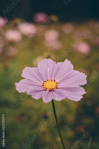Delicate Pink and Purple Cosmos Flowers Blooming in a Dreamy Garden with Soft Bokeh