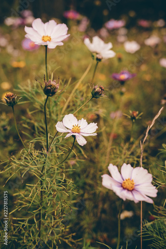 Delicate Pink and Purple Cosmos Flowers Blooming in a Dreamy Garden with Soft Bokeh