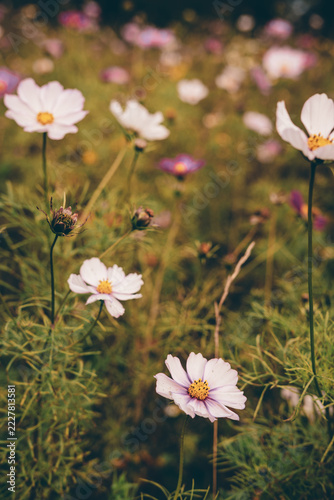 Delicate Pink and Purple Cosmos Flowers Blooming in a Dreamy Garden with Soft Bokeh