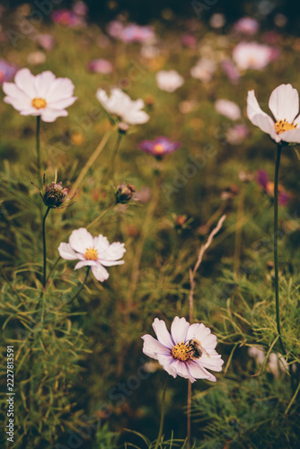 Delicate Pink and Purple Cosmos Flowers Blooming in a Dreamy Garden with Soft Bokeh