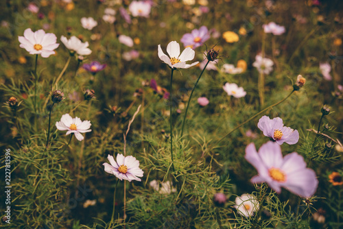 Delicate Pink and Purple Cosmos Flowers Blooming in a Dreamy Garden with Soft Bokeh