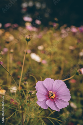 Delicate Pink and Purple Cosmos Flowers Blooming in a Dreamy Garden with Soft Bokeh