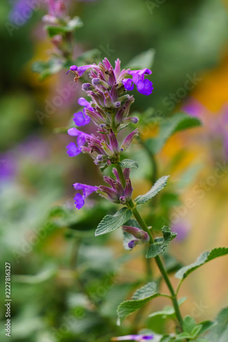 Purple flowers blooming on a leafy herb