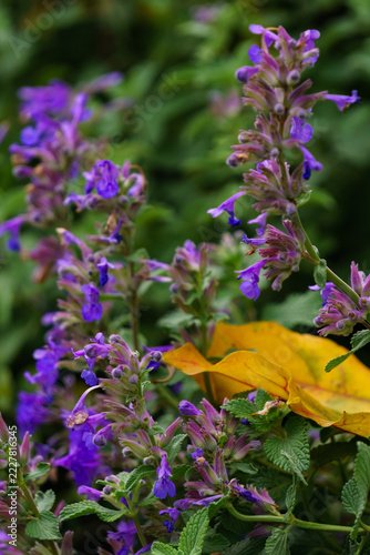 Purple catmint flowers among autumn leaves