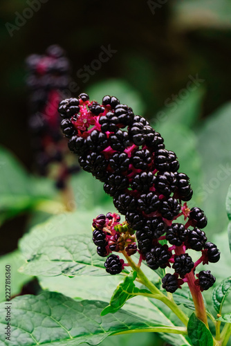 Ripe pokeweed berries on pink stems