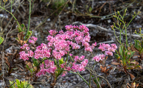 Sea lavender limonium peregrinum is a evergreen perennial native to the west coast of South Africa
