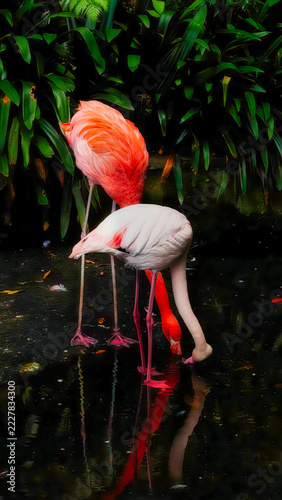 Pink flamingo on a dark background in the shade of a palm tree