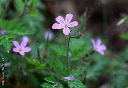 Herb Robert (Geranium robertianum) grows in nature