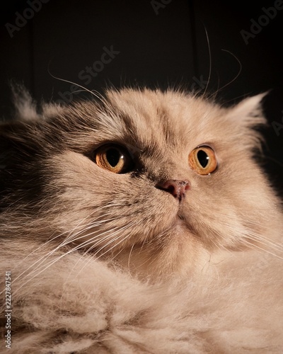 Fotografie Close up portrait of a fluffy British Longhair cat with amber eyes