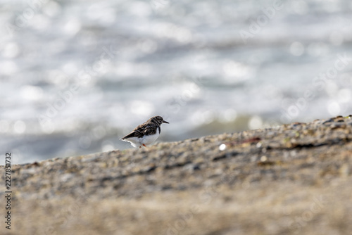 Ruddy turnstone on a sea wall