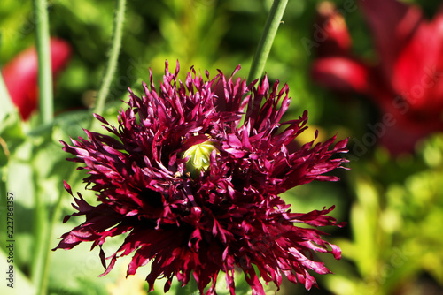 Close-up of deep burgundy Papaver somniferum Black Swan with a green seed pod.
