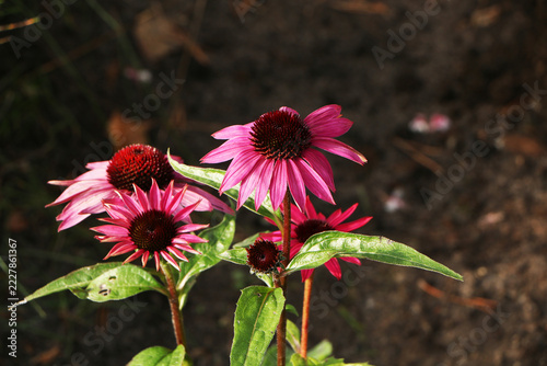 Beautiful blooming purple coneflower (Echinacea purpurea) in the summer garden.